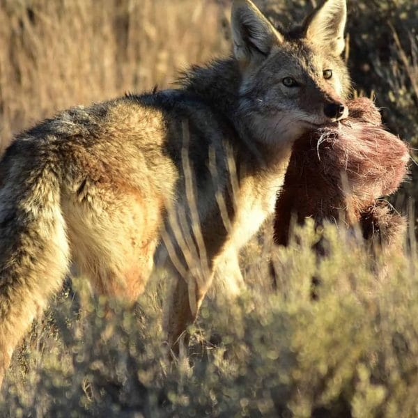 Buckshot's Predator Trapping DVD