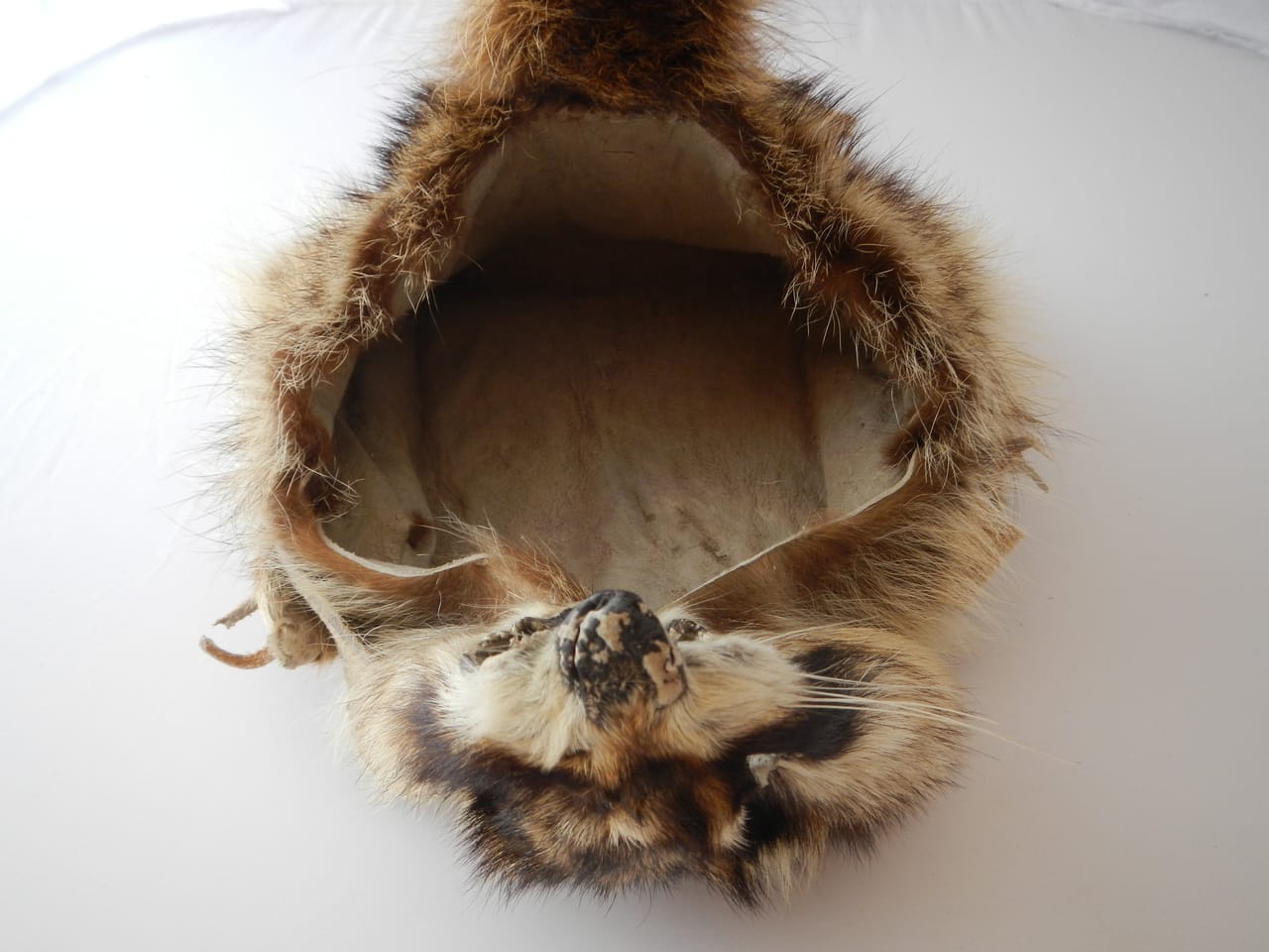 Raccoon Bag