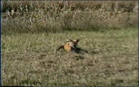 Buckshot's Beginning Trapping DVD