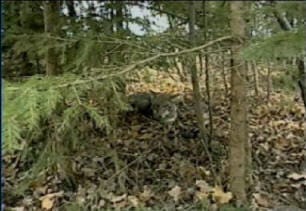 Buckshot's Advanced Predator Trapping DVD