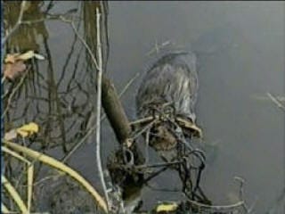 Buckshot's Water Trapping DVD