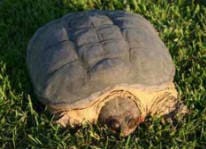 Buckshot's Snapping Turtles DVD