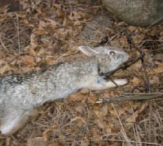 Buckshot's Ultimate Trapping Tips & Tricks DVD