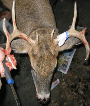 Buckshot's Preparing Wild Game For The Table DVD