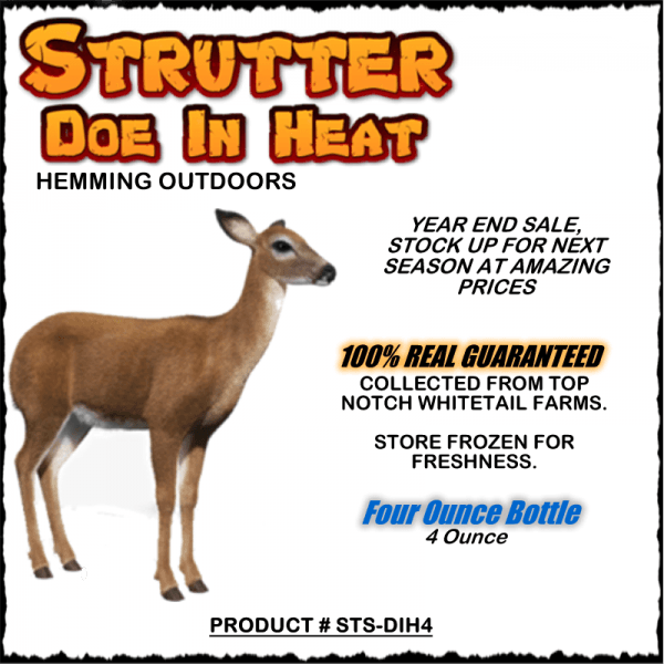 Strutter Doe In Heat