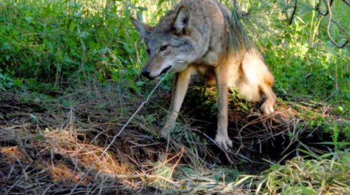 snaring coyotes